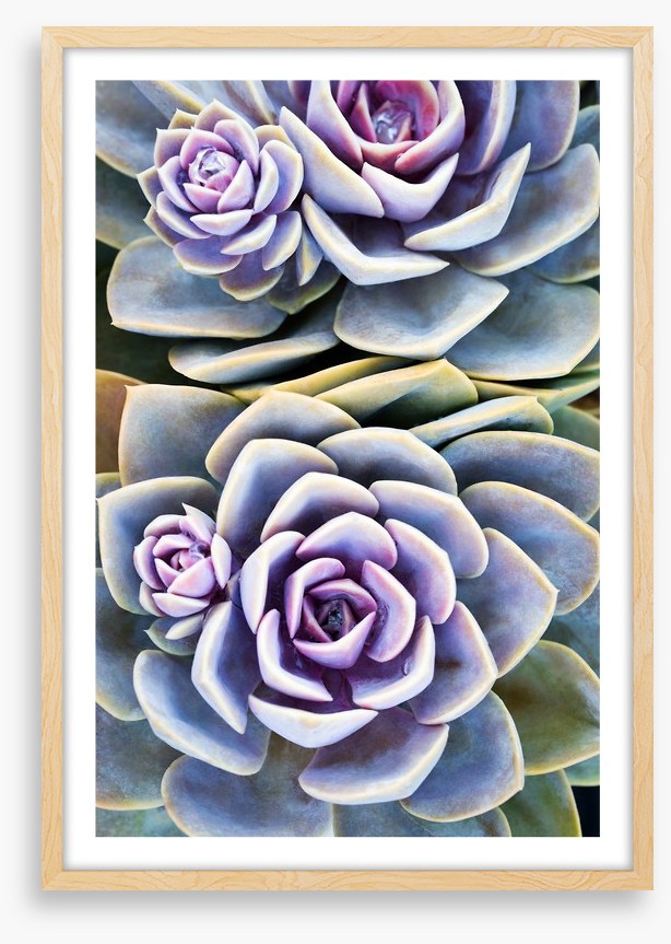Purple tinged succulent