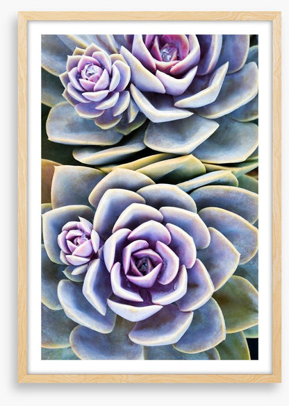 Purple tinged succulent