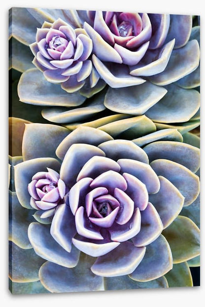 Purple tinged succulent