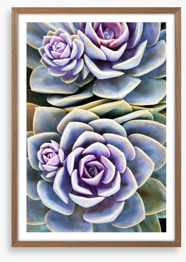 Purple tinged succulent