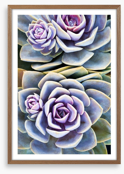 Purple tinged succulent