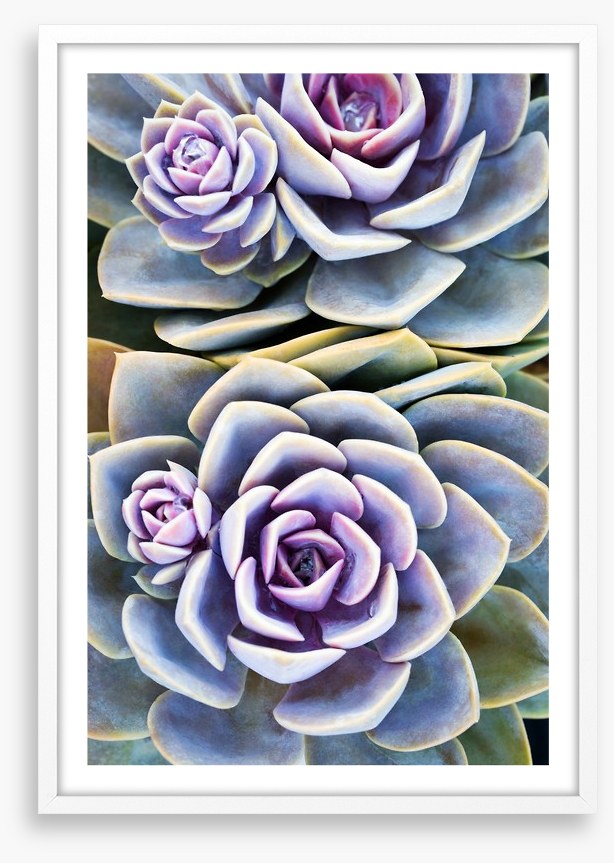 Purple tinged succulent