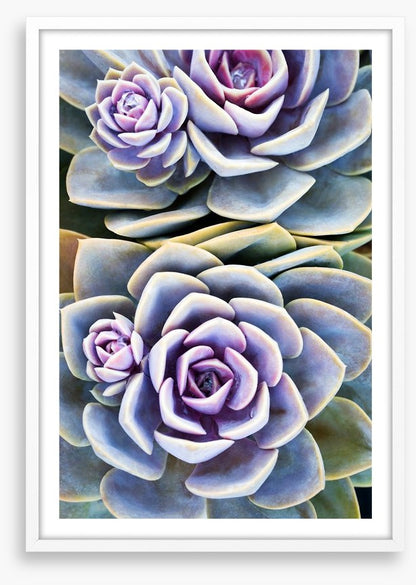 Purple tinged succulent