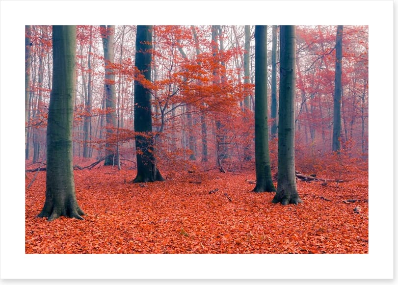 Misty Autumn forest