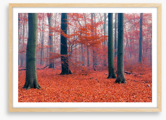 Misty Autumn forest