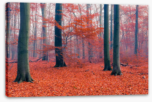 Misty Autumn forest