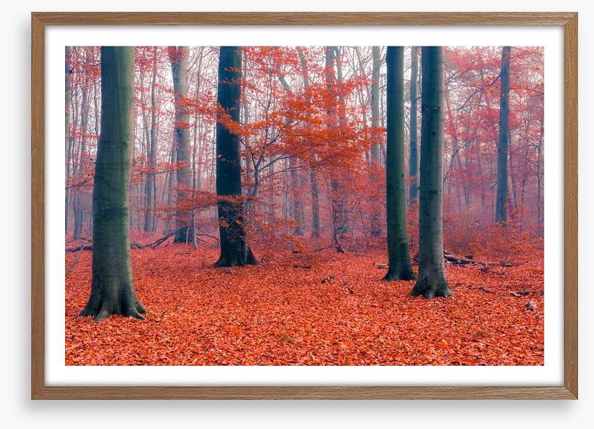Misty Autumn forest