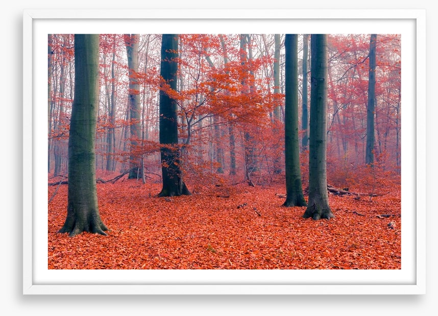 Misty Autumn forest