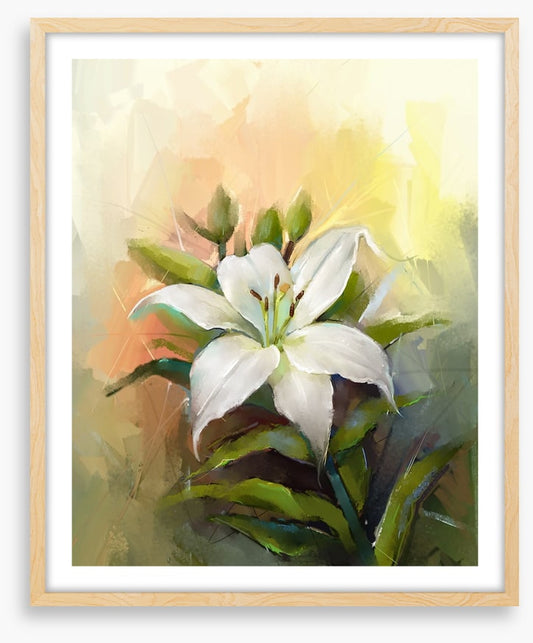 Trumpet lily triumph