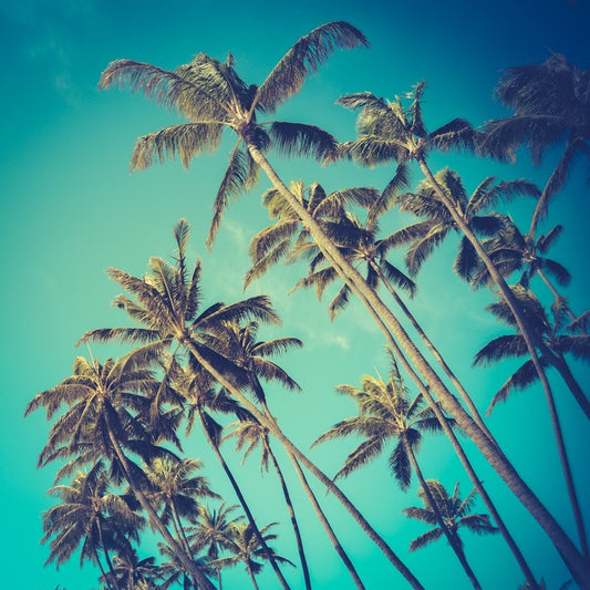 Retro palms