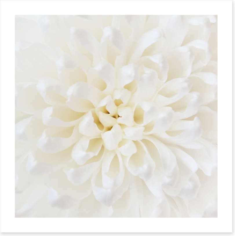 Perfect Chrysanthemum