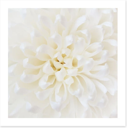 Perfect Chrysanthemum