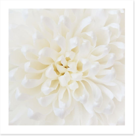 Perfect Chrysanthemum