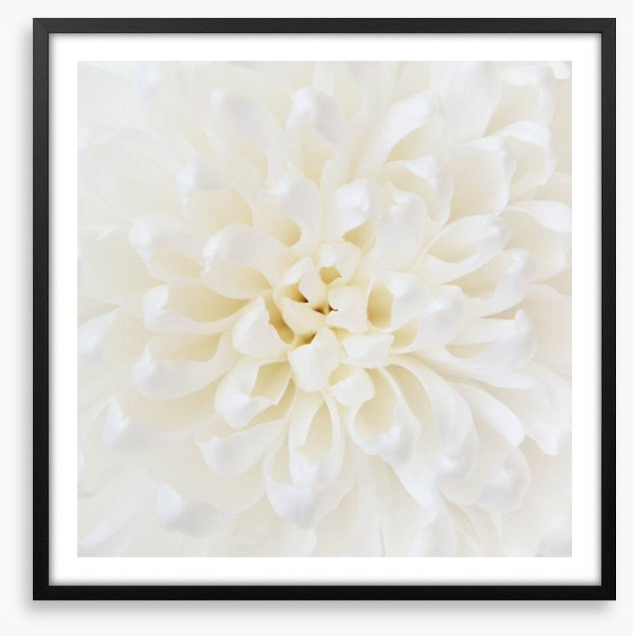 Perfect Chrysanthemum