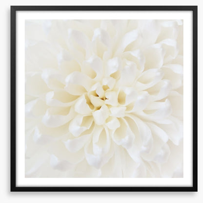 Perfect Chrysanthemum