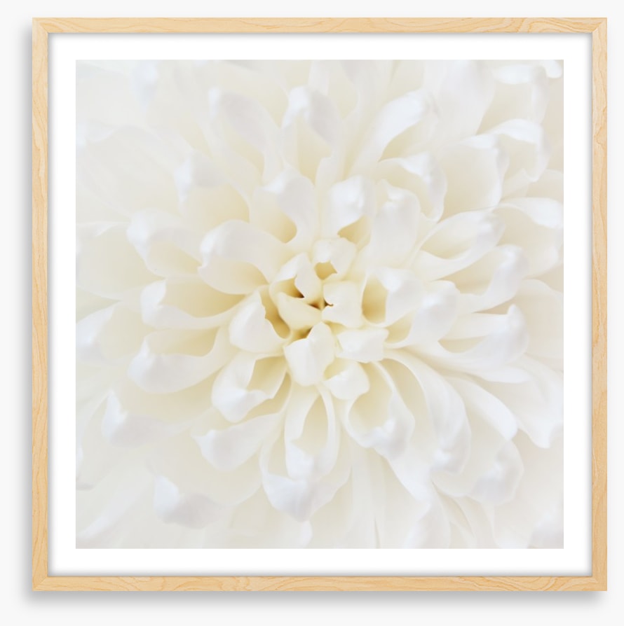 Perfect Chrysanthemum