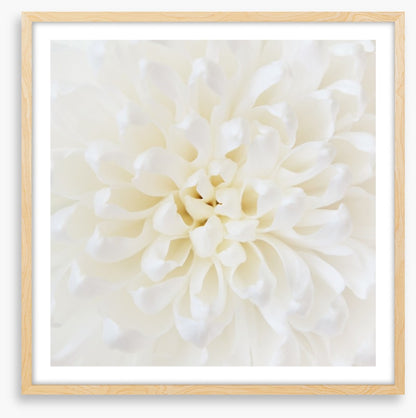 Perfect Chrysanthemum