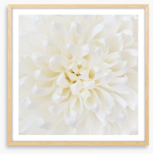 Perfect Chrysanthemum