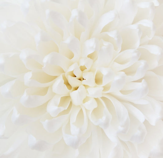 Perfect Chrysanthemum