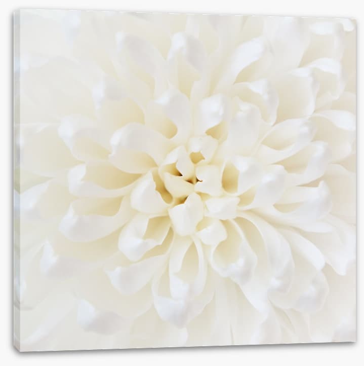 Perfect Chrysanthemum