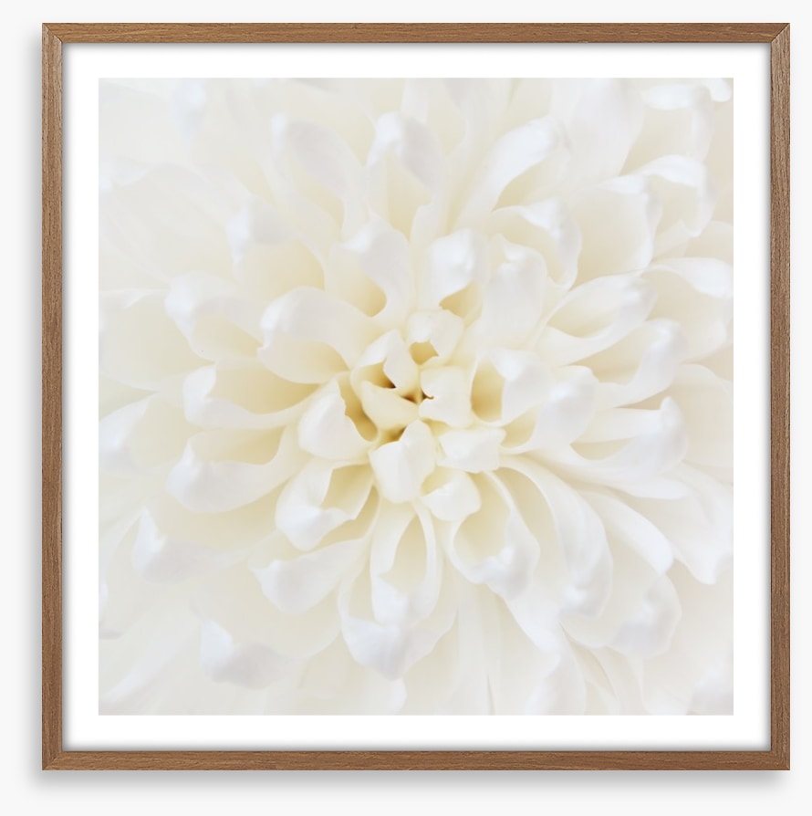 Perfect Chrysanthemum