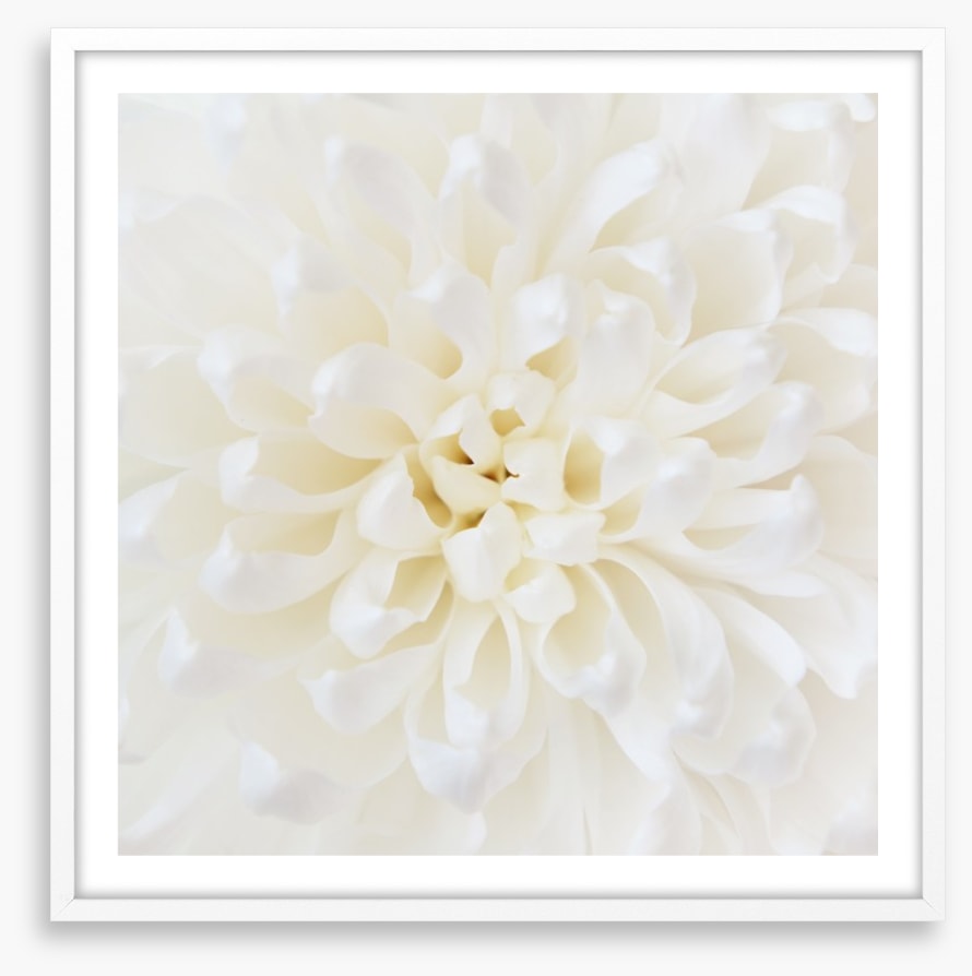 Perfect Chrysanthemum