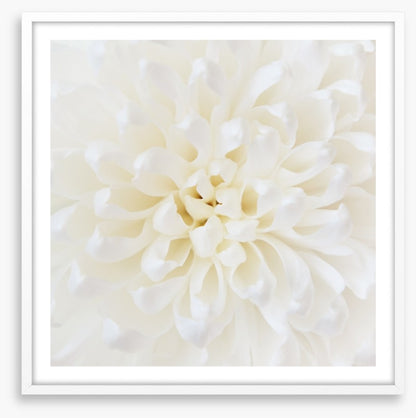 Perfect Chrysanthemum