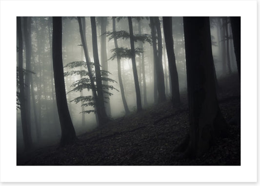 Forests