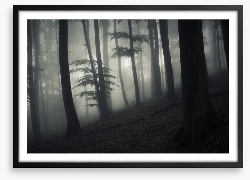 Forests