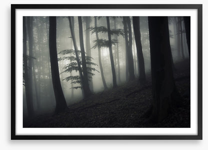 Forests
