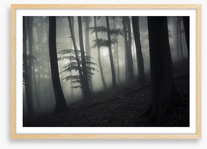 Forests