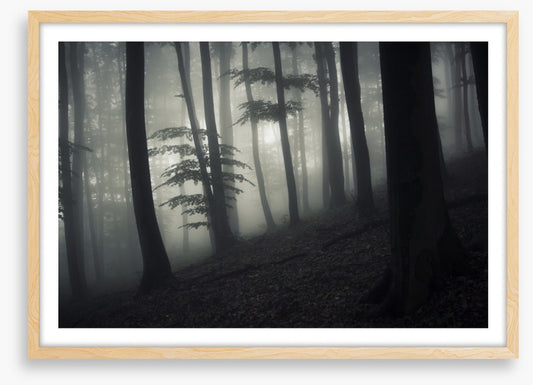 Forests