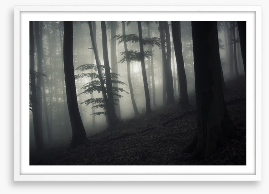 Forests
