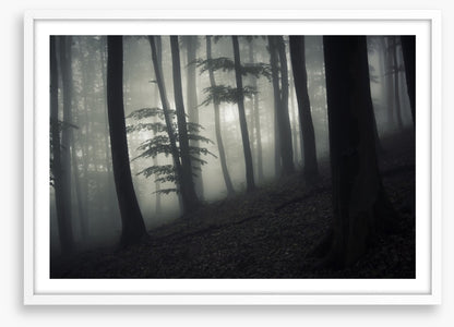 Forests