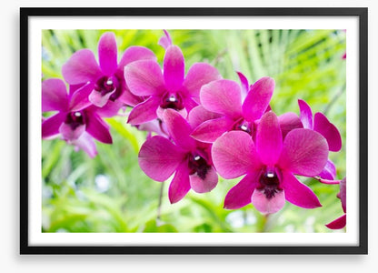 Vibrant orchids