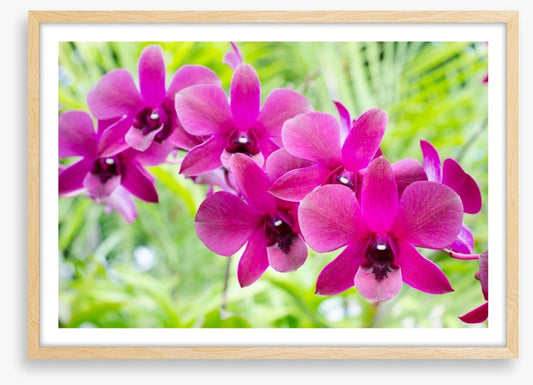 Vibrant orchids