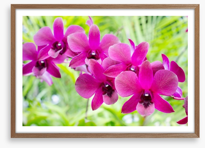 Vibrant orchids