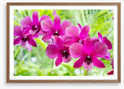 Vibrant orchids
