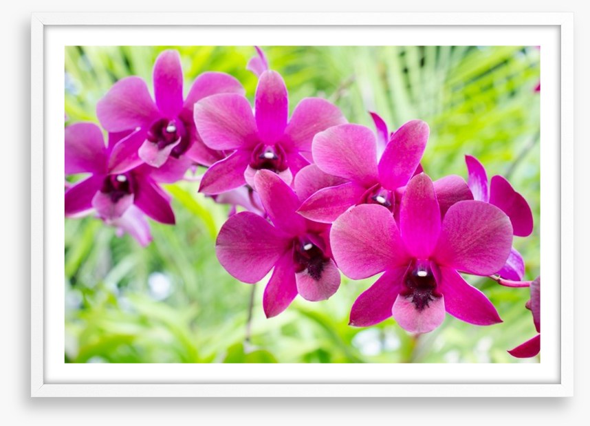 Vibrant orchids