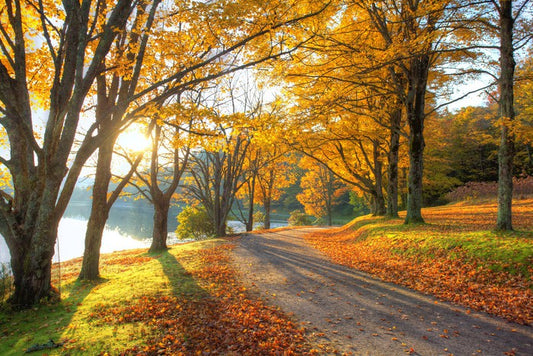 Path to the Autumn lake
