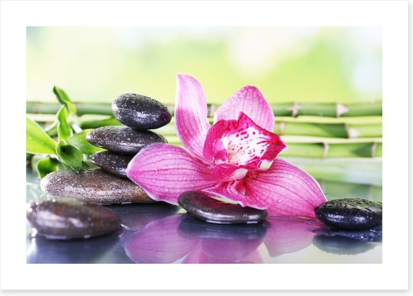 Orchid attraction