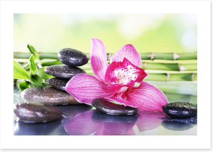 Orchid attraction