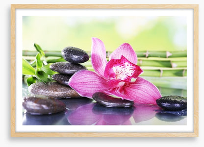 Orchid attraction