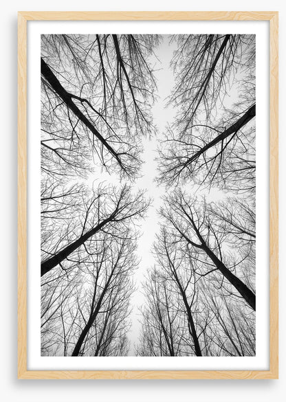 Looking up