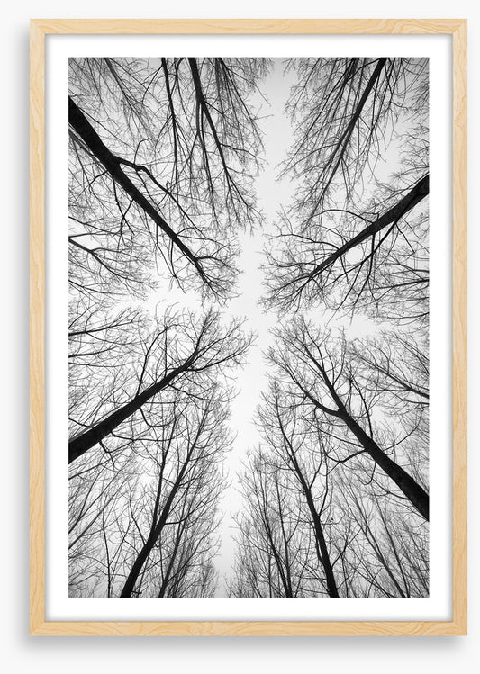 Looking up