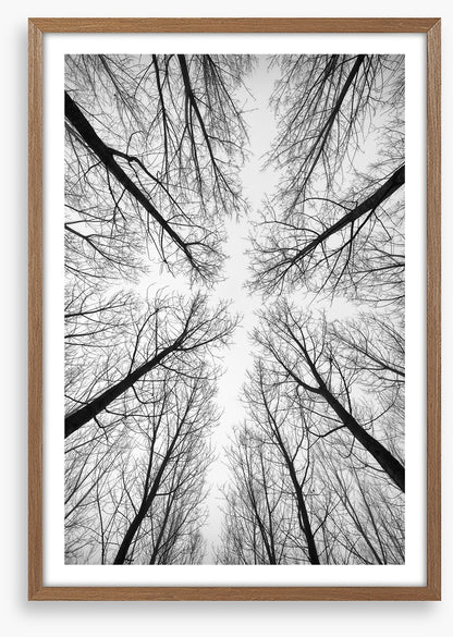 Looking up