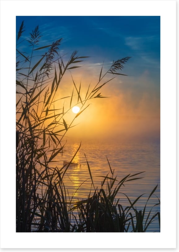 Sunrise through the reeds