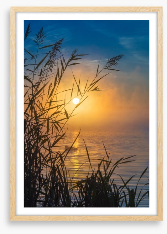 Sunrise through the reeds