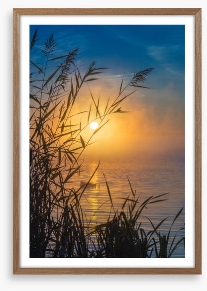 Sunrise through the reeds