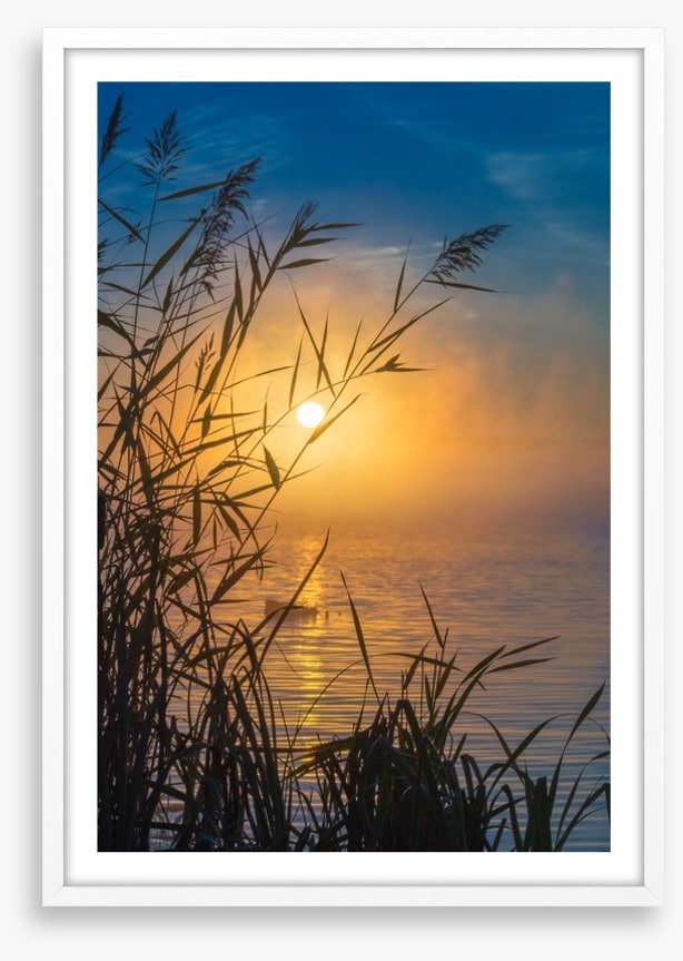Sunrise through the reeds